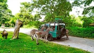 Pengalaman safari di Bali Safari & Marine Park dengan berbagai satwa liar seperti gajah, harimau, dan zebra di habitat buatan yang menyerupai alam aslinya.