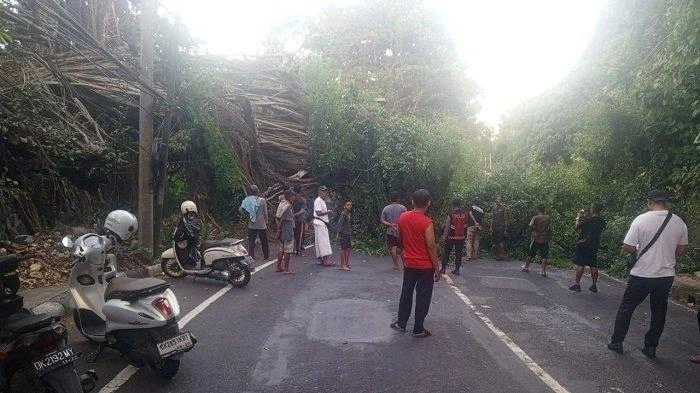 Sejumlah warga dan pengendara berkumpul di lokasi pohon beringin tumbang yang menutup seluruh badan Jalan Raya Banjarangkan, Klungkung, menyebabkan arus lalu lintas ke Gianyar terputus sementara.