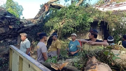 Warga bersama aparat melakukan evakuasi dan pembersihan di sekitar lokasi tumbangnya pohon beringin raksasa yang menimpa sejumlah bangunan di area Pura Pucak Empelan Dalem Semeru, Banjar Umadiwang, Desa Batannyuh, Kecamatan Marga, Tabanan, Minggu (25/5/2025).