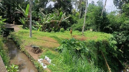 Lokasi kuburan bayi di Desa Adat Demulih, Kecamatan Susut, Bangli, Bali yang dibongkar oleh orang tak dikenal. Terletak di area terpencil dan berada di bawah tebing, lokasi ini dikenal angker dan jauh dari permukiman warga.