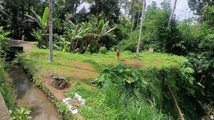 Lokasi kuburan bayi di Desa Adat Demulih, Kecamatan Susut, Bangli, Bali yang dibongkar oleh orang tak dikenal. Terletak di area terpencil dan berada di bawah tebing, lokasi ini dikenal angker dan jauh dari permukiman warga.