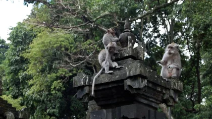 Beberapa ekor kera ekor panjang terlihat berada di atas bangunan pura di kawasan Alas Kedaton, Tabanan. Populasi yang meningkat menyebabkan sebagian dari mereka memasuki permukiman warga. (Foto: Istimewa)