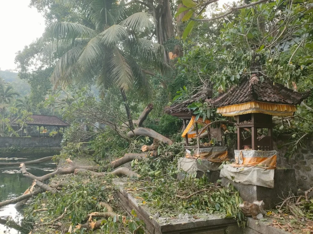 Dahan pohon kayu putih berusia ratusan tahun menimpa dua pelinggih subak dan penyengker kolam di areal Pura Penataran Agung Jeroan, Banjar Kebon, Desa Kertamandala, Kecamatan Abang, Karangasem. (Foto: Istimewa)