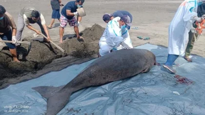 Petugas dari BKSDA Bali dan Yayasan Jaringan Satwa Indonesia melakukan nekropsi terhadap bangkai Dugong betina yang ditemukan terdampar di Pantai Desa Perancak, Jembrana, sebelum dikuburkan di lokasi. (Foto: Istimewa)