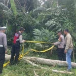 Petugas kepolisian memasang garis polisi di lokasi kejadian tewasnya seorang pria lansia yang jatuh dari pohon saat menebang di Banjar Selati, Desa Bunutin, Bangli, Minggu (13/7/2025). (Foto: Istimewa)