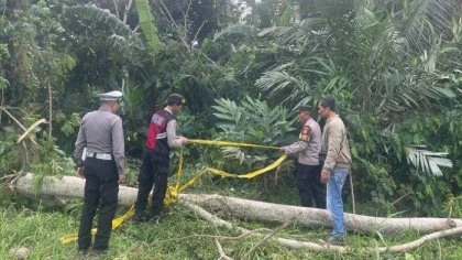 Petugas kepolisian memasang garis polisi di lokasi kejadian tewasnya seorang pria lansia yang jatuh dari pohon saat menebang di Banjar Selati, Desa Bunutin, Bangli, Minggu (13/7/2025). (Foto: Istimewa)