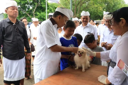 Gubernur Bali, Wayan Koster, meninjau langsung proses vaksinasi rabies pada anjing peliharaan warga dalam rangkaian perayaan Tumpek Uye di kawasan Pulau Serangan, Denpasar, Sabtu (12/7/2025). (Foto: Istimewa)
