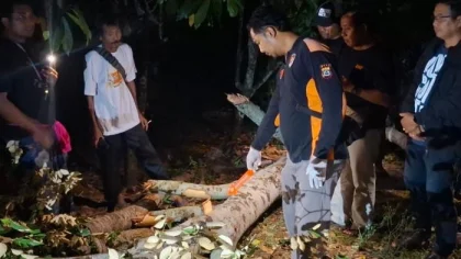 Petugas Polsek Melaya bersama warga saat melakukan olah TKP peristiwa tewasnya I Putu Widiana (48) akibat tertimpa pohon bayur di Banjar Moding Kaja, Desa Candikusuma, Kecamatan Melaya, Jembrana, Rabu (6/8/2025) malam. (Foto: Istimewa)