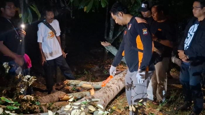 Petugas Polsek Melaya bersama warga saat melakukan olah TKP peristiwa tewasnya I Putu Widiana (48) akibat tertimpa pohon bayur di Banjar Moding Kaja, Desa Candikusuma, Kecamatan Melaya, Jembrana, Rabu (6/8/2025) malam. (Foto: Istimewa)